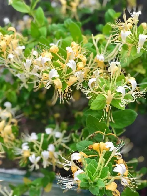 Medicinal Value and Health Benefits of Honeysuckle (Jin Yin Hua)