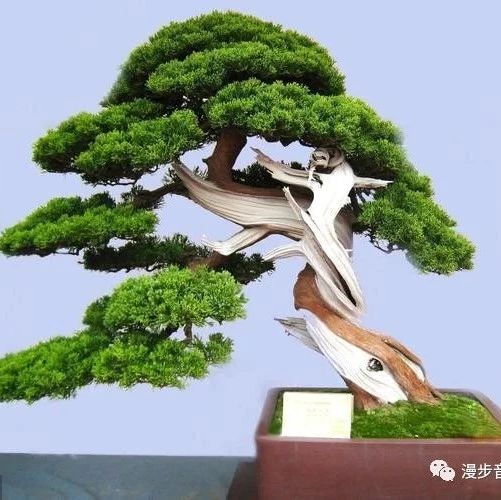 The Bitterness of Huang Lian and the Struggles of Life