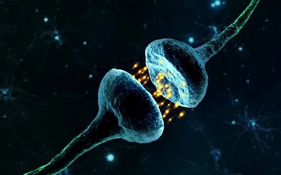 The Significant Effects of Cooked Rehmannia (Shu Di Huang)