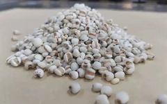Yi Yi Ren: A Premium Herb for Dampness Removal and Spleen Health