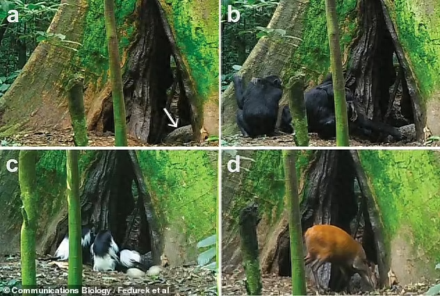 Orangutan Self-Medicates with Herbal Remedy for Wound Healing: A Month Later, Complete Recovery!