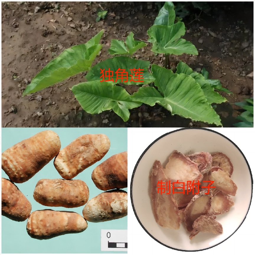 Understanding the Differences Between Fuzi and Baifuzi in Traditional Chinese Medicine