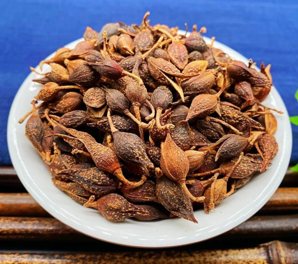 Weekly Learning of a Chinese Herbal Medicine: Lian Qiao (Forsythia Suspensa)