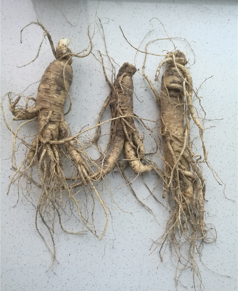 Weekly Herb | Ginseng