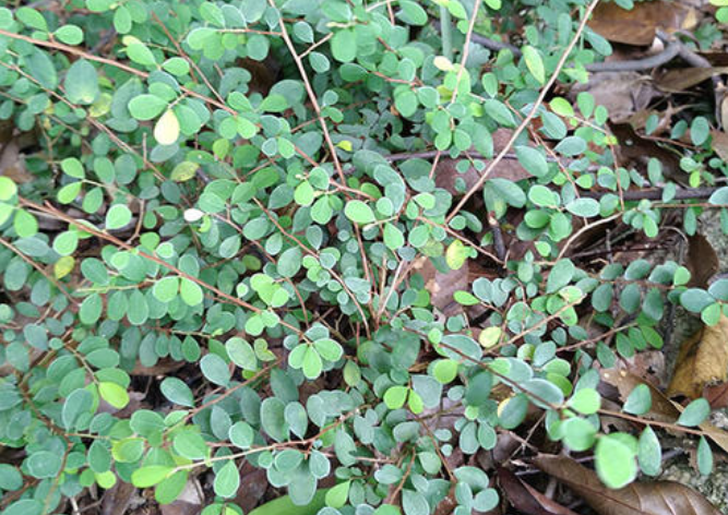 This Herb Treats Lower Back Pain, Stomach Pain, and Rheumatic Pain