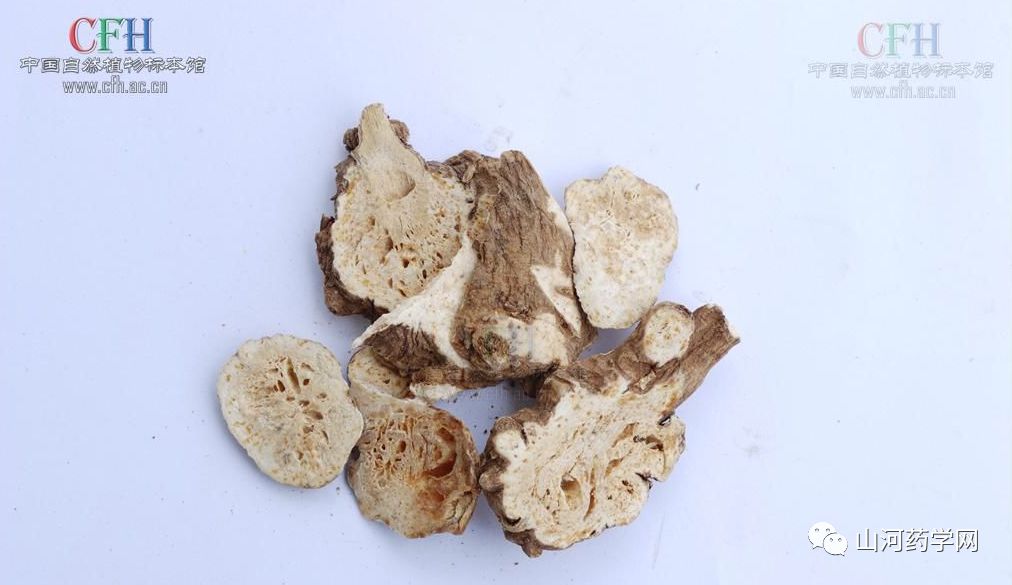 Traditional Chinese Medicine: Cang Zhu (Atractylodes)
