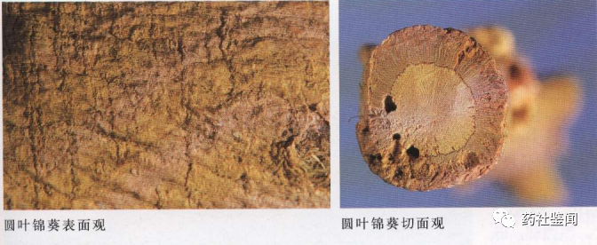 Traditional Chinese Medicine - Huangqi (Astragalus Root)