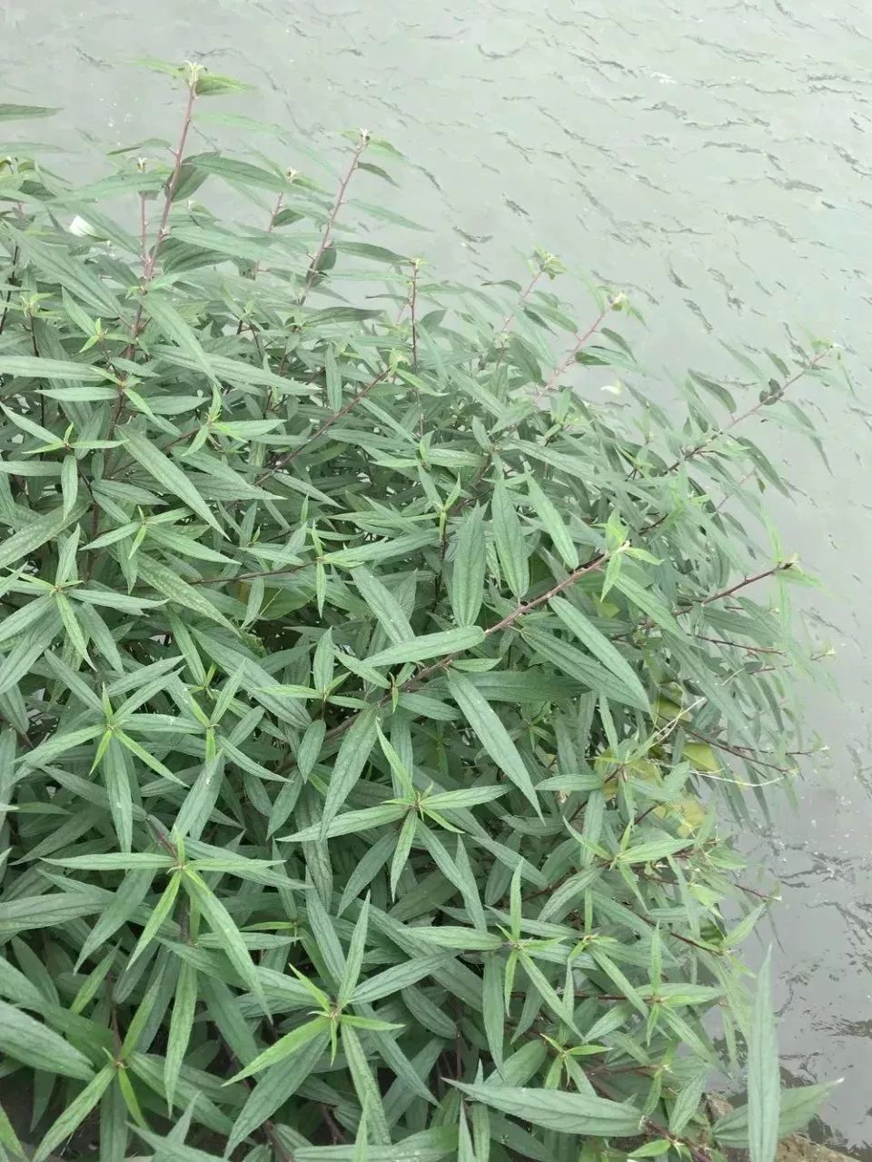 This Herb Treats Malnutrition, Rheumatic Pain, and Cough!