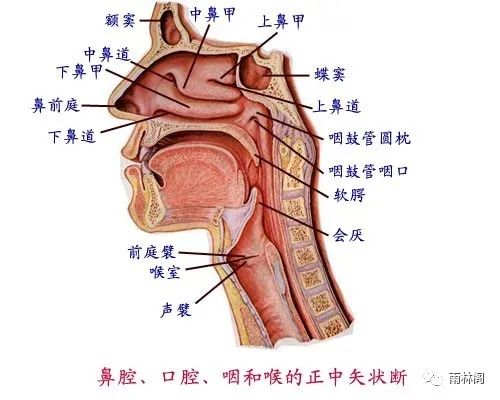 Essence of TCM Diagnosis - Observation of the Throat