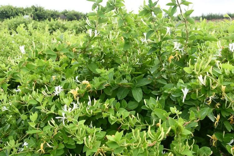 The Efficacy and Functions of Honeysuckle: Best Combinations for Use