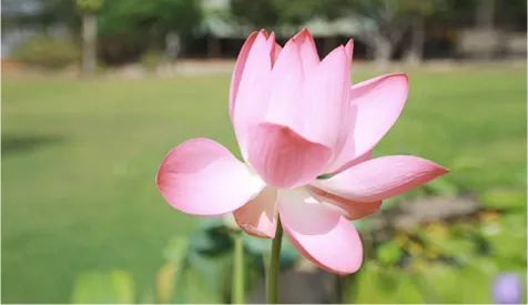 Seasonal Eating for Health: Embracing the Summer Solstice