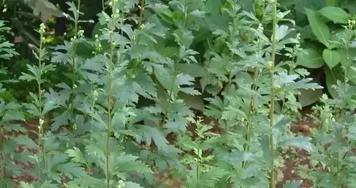 Afraid of Cold Due to Yang Deficiency? A Simple Formula to Soothe Liver Qi and Tonify Kidney Yang This Winter