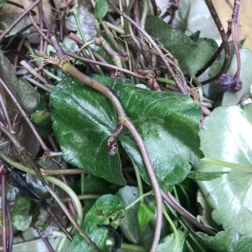 This Herb Not Only Relieves Mushroom Poisoning but Also Treats Hepatitis and Urinary Tract Infections!