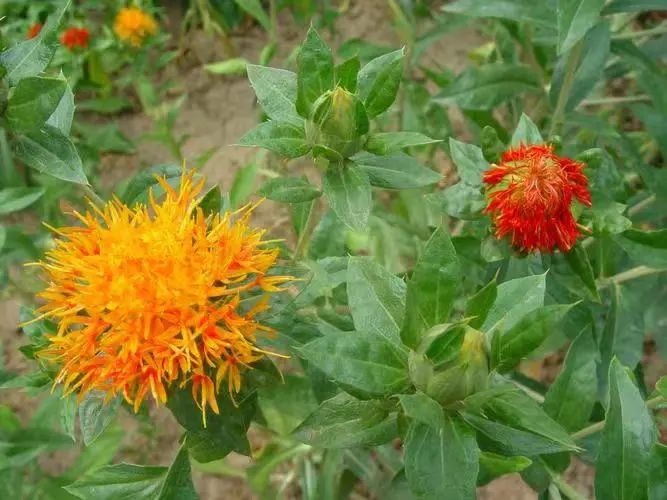 A Blood-Activating and Stasis-Resolving Herb - Hong Hua (Safflower)