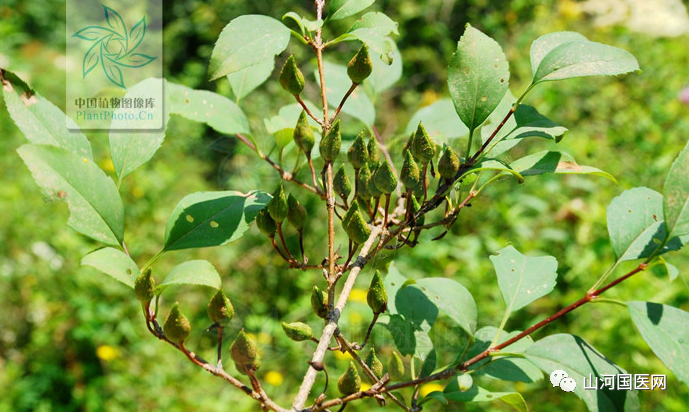Traditional Chinese Medicine: Forsythia (Lián Qiáo)