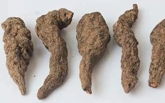 Essential Herb for Nourishing Yin and Strengthening the Kidneys