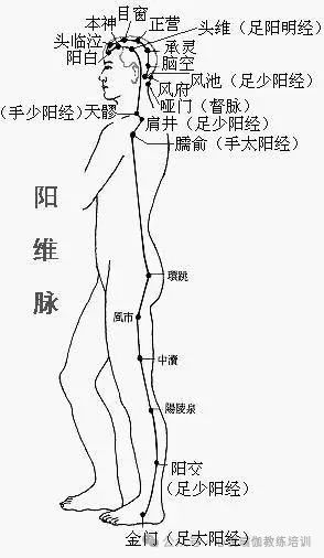 The Eight Extraordinary Meridians: Yin Wei and Yang Wei, Temporal and Spatial Connectors of the Human Meridians