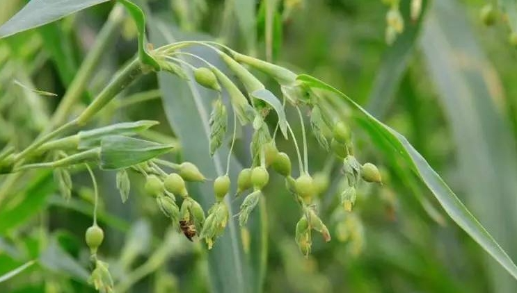 Yi Yi Ren: A Premium Herb for Dampness Removal and Spleen Health