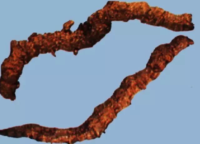 Understanding Huang Lian: A Comprehensive Overview of Coptis