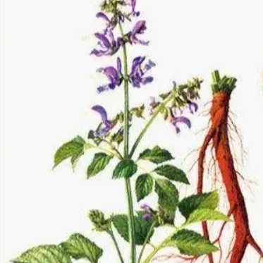 The 'Vascular Stent' in Traditional Chinese Medicine