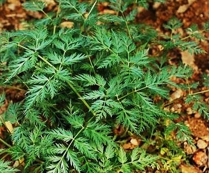 Chuan Xiong (Ligusticum Chuanxiong) - A Comprehensive Overview