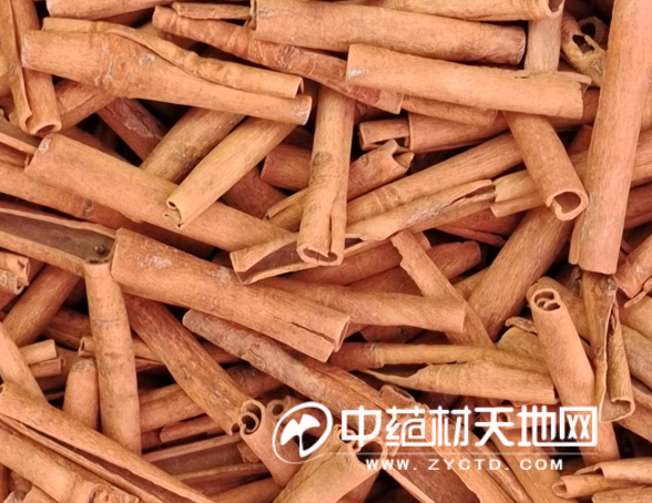 The Continued Ordinary Path of Cinnamon