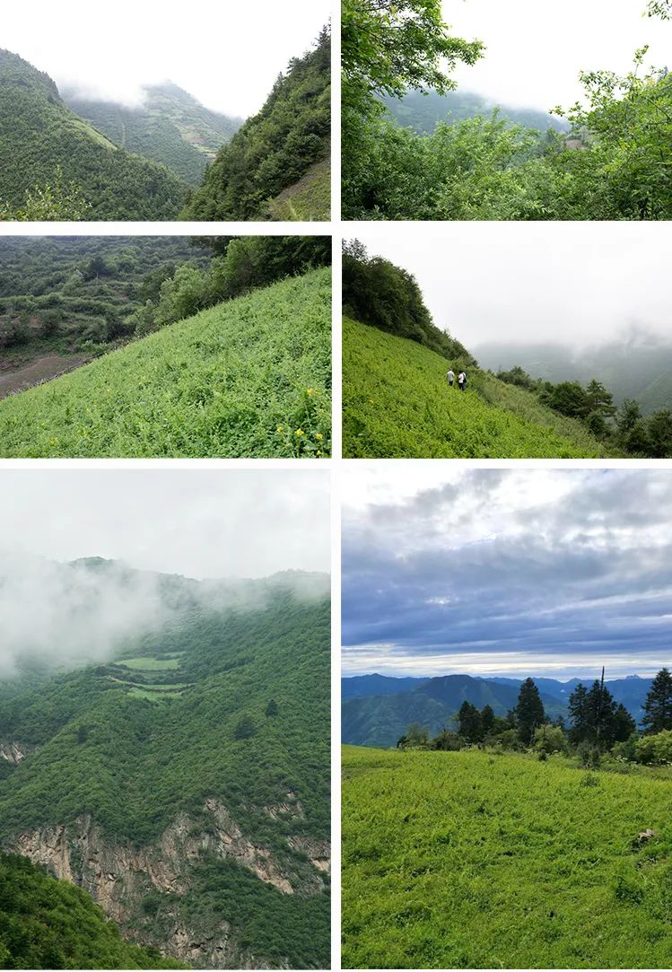 Comprehensive Identification of Codonopsis (Dang Shen): Analysis of Sulfur Fumigation, Origin, Quality, Habitat, Product Specifications, and Production Conditions