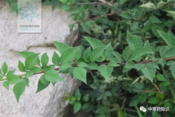 Traditional Chinese Medicine Herb: Lian Qiao (Forsythia Suspensa)