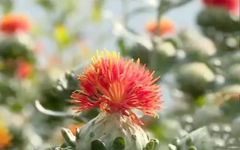 How to Cultivate Safflower (Carthamus tinctorius)?