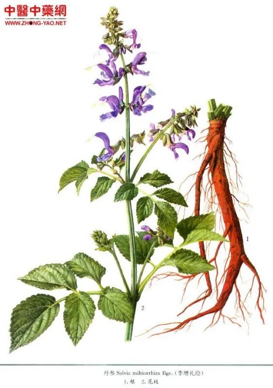 Understanding Common Chinese Medicinal Herbs for Cardiovascular Health