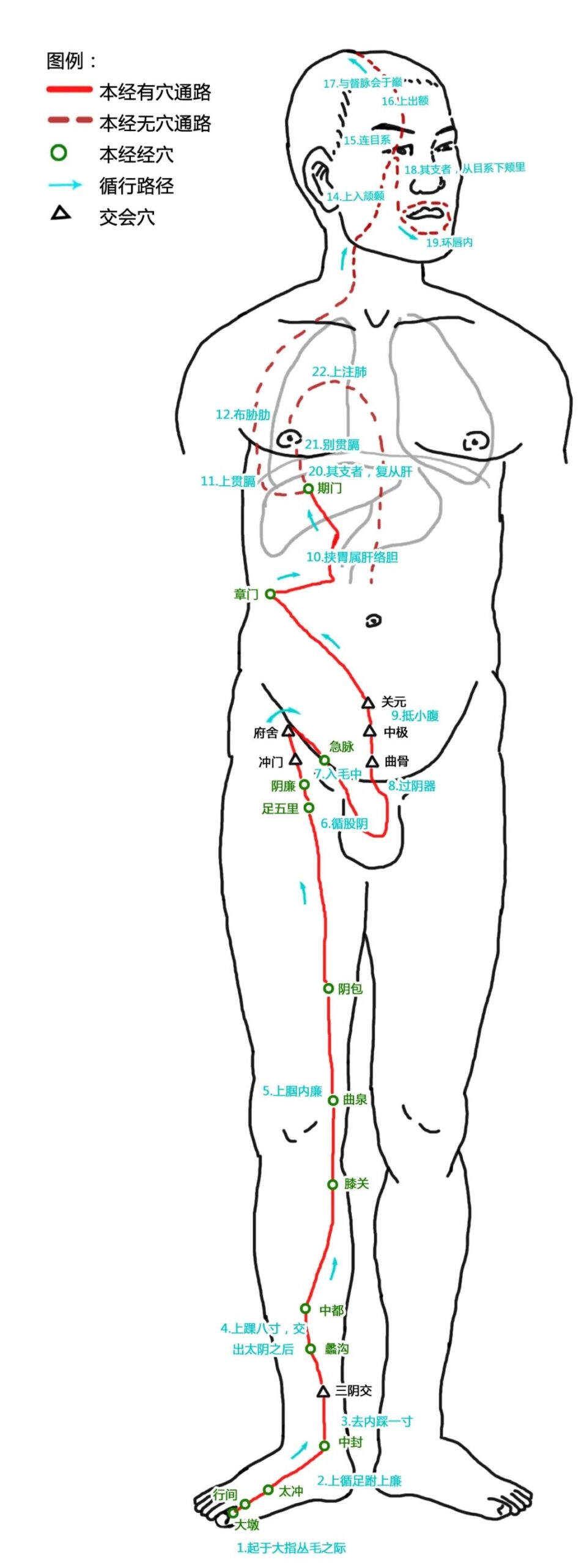The Pathways of the Twelve Meridians and Acupuncture Points (Answer Version)