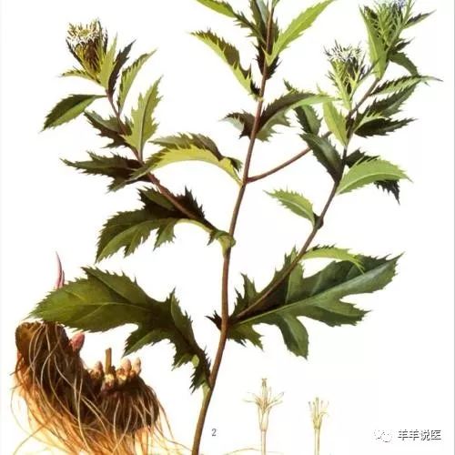 Cang Zhu (Atractylodes) - Properties, Uses, and Modern Research