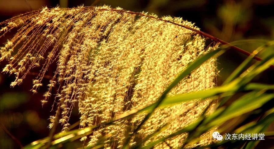 Understanding Wind-Heat Cold in Traditional Chinese Medicine