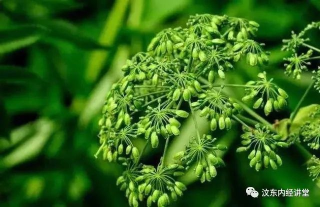Understanding Wind-Cold Common Cold in Traditional Chinese Medicine