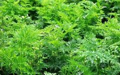 Traditional Chinese Medicine Insights - Chuanxiong (Ligusticum Chuanxiong)