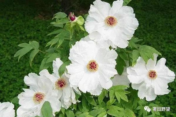 The Efficacy and Uses of Bai Shao (White Peony) - Consumption Methods and Contraindications