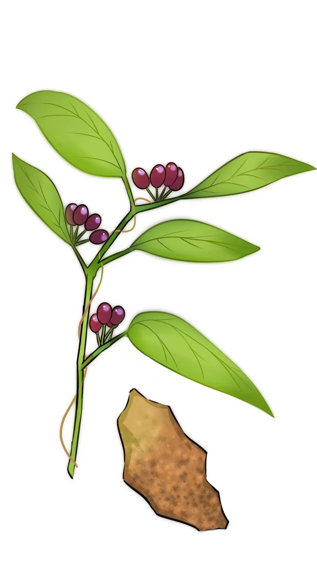 Exploring the Benefits of Fu Ling (Poria) in Traditional Chinese Medicine