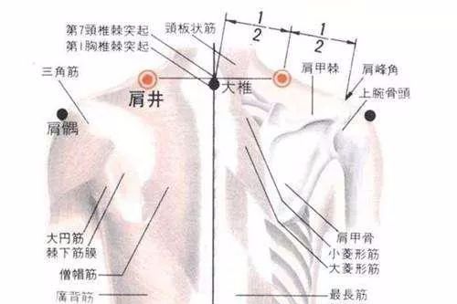 50 Common Acupuncture Points for Treating Various Ailments