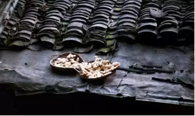 Differences Between Fu Jiang, Gan Jiang, Lao Jiang, and Xian Jiang: How to Use Them for Maximum Benefit?