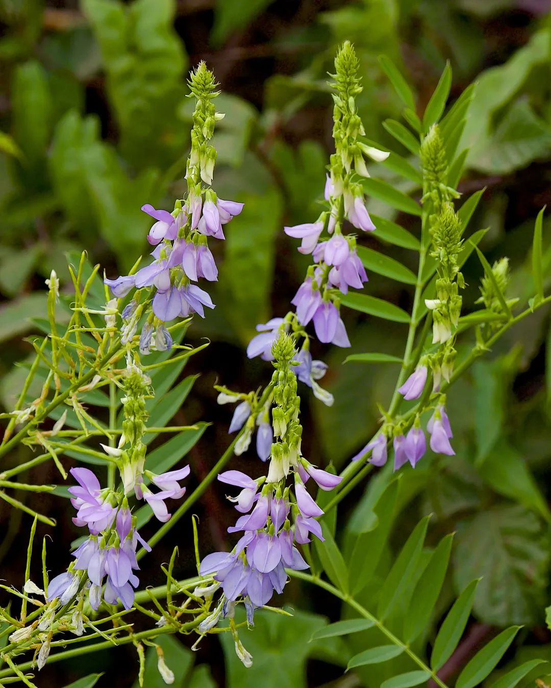 From a Herb to the Cornerstone of Blood Sugar Control