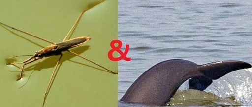 Discussion on the Theory of TCM Pulse Diagnosis: Can the Ru Pulse and Chen Pulse Coexist?