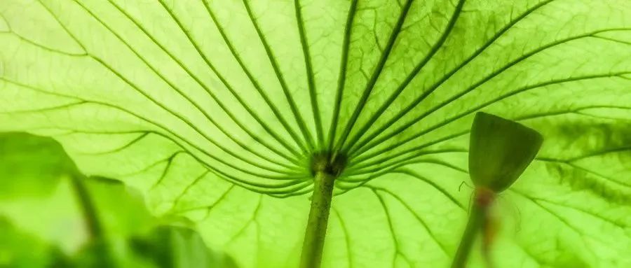 Warm Yang Method Recommended by Famous Physicians of the Yuan Dynasty, Especially Suitable for Those with Spleen and Stomach Deficiency, Qi and Blood Insufficiency, and Yang Deficiency