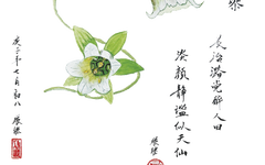 Exploring the Medicinal Qualities of Dang Shen (Codonopsis pilosula)