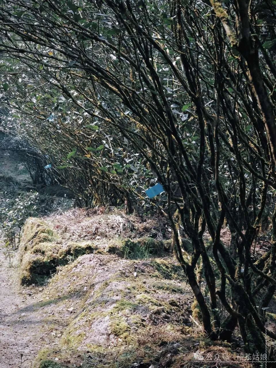 The Twin Flowers of Huiyuan Pit: Cinnamon and Narcissus, Distinguishing Varieties and Mountain Legends