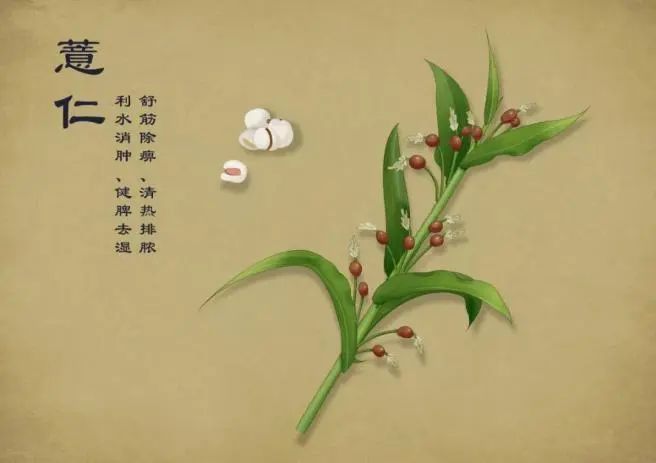 Coix Seed: Diuretic and Dampness-Removing Properties