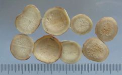 The Therapeutic Properties of Bai Shao and Chi Shao in Traditional Chinese Medicine