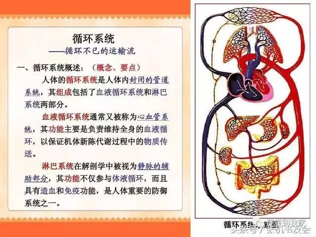Understanding Traditional Chinese Medicine: The Five Organs and Six Bowels Explained! (Including Eight Major Systems)