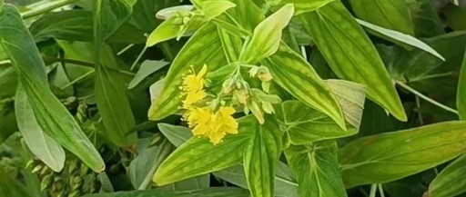 Duiyuecao: Cooling Blood, Stopping Bleeding, and Other Therapeutic Effects