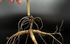The Numerous Benefits of Regular Ginseng Consumption: Suitable for Four Types of People, but Not for These Three!