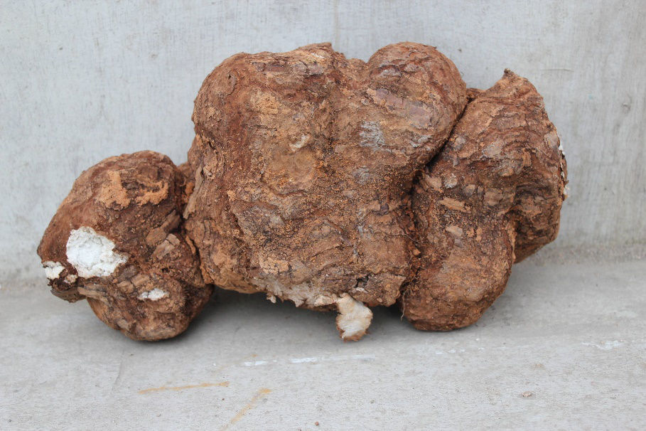 The Charm of Traditional Chinese Medicine | Poria (Fuling)